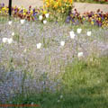 Thumbnail lalele panselute in Parcul Herastrau Bucuresti 2007