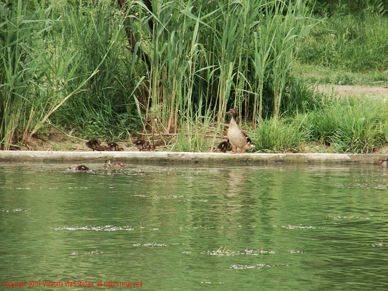 Vaivoda Vlad Stefan - fotograf in Romania rate boboci mal lac Parcul Alexandru Ioan Cuza fost Titan Bucuresti 2007 pasari salbatic trestie verde