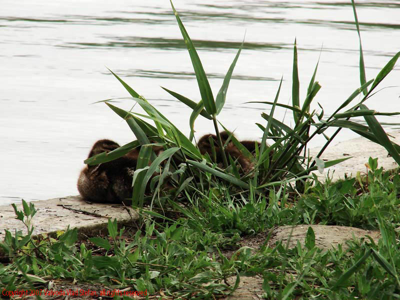 Vaivoda Vlad Stefan - fotograf in Romania rata boboci mal lac Parcul Alexandru Ioan Cuza fost Titan Bucuresti 2007 pasari salbatice trestie verde