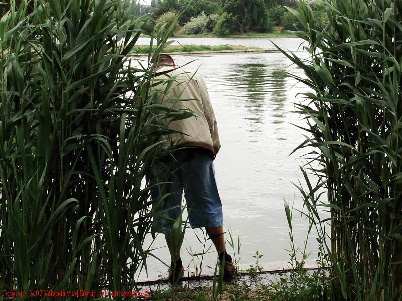 Vaivoda Vlad Stefan - fotograf in Romania mal beton lac Parcul Alexandru Ioan Cuza fost Titan Bucuresti 2007 trestie verde apa