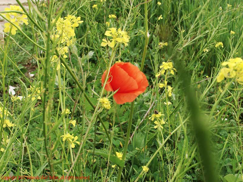 Vaivoda Vlad Stefan - fotograf in Romania prim plan flori maci mac papaver rhoeas rosu iarba verde galben Parcul Alexandru Ioan Cuza fost Titan Bucuresti 2007