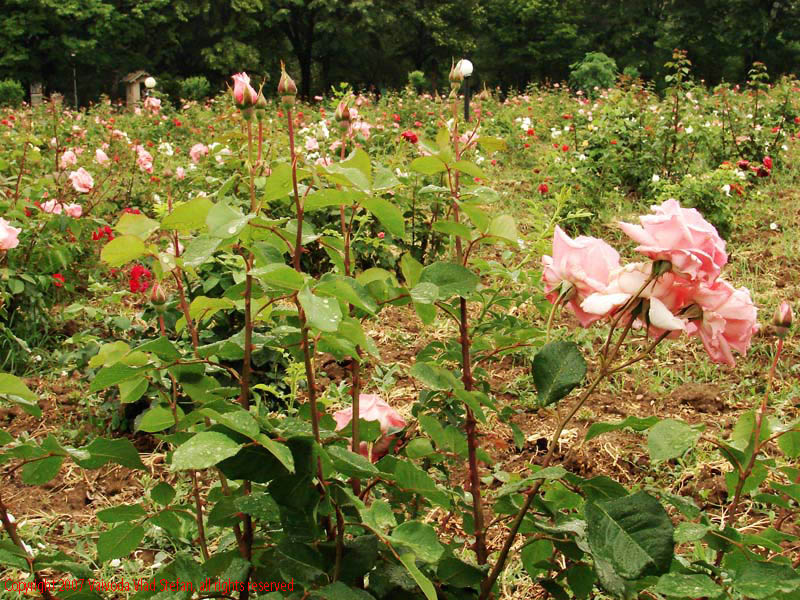 Vaivoda Vlad Stefan - fotograf in Romania flori trandafiri petale ploaie picaturi rosu roz Parcul Alexandru Ioan Cuza fost Titan Bucuresti 2007