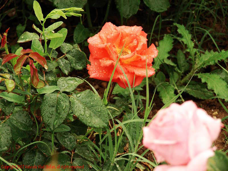 Vaivoda Vlad Stefan - fotograf in Romania prim plan flori trandafiri petale ploaie picaturi rosu roz frunze verde Parcul Alexandru Ioan Cuza fost Titan Bucuresti 2007