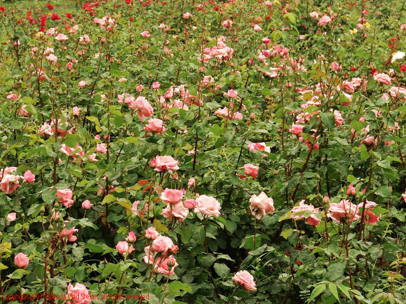 Vaivoda Vlad Stefan - fotograf in Romania prim plan flori trandafiri petale ploaie picaturi roz culoare frunze verde Parcul Alexandru Ioan Cuza fost Titan Bucuresti 2007