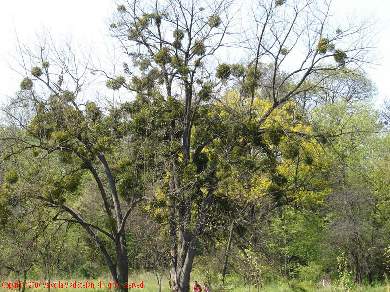 Copaci in Gradina Botanica 2007