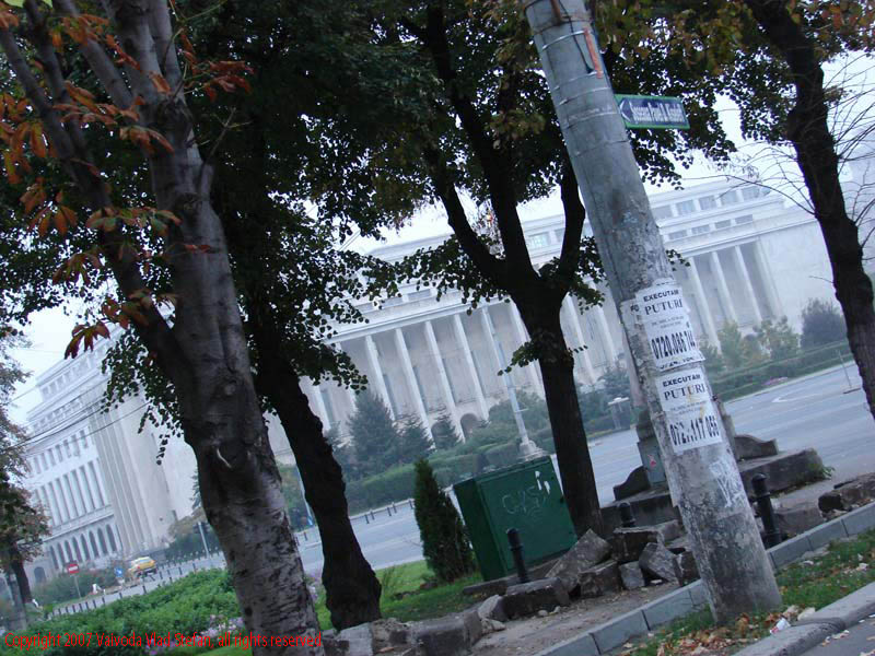 Vaivoda Vlad fotograf in Romania dimineata copaci piata palatul Victoriei Guvern Bucuresti 2007 