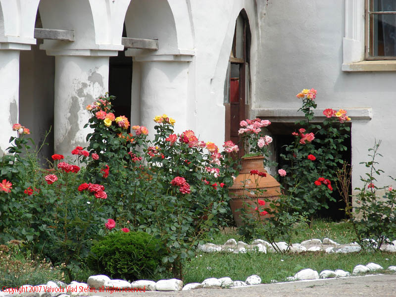Vaivoda Vlad fotograf in Romania flori trandafiri curte zid ziduri perete coloane arhitectura ghiveci rosu alb alee iarba verde inflorit petale Manastirea Comana Giurgiu 2007