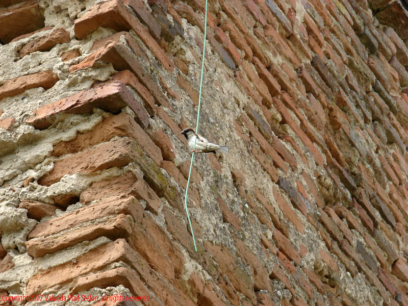 Vaivoda Vlad fotograf in Romania detaliu zid perete caramida neterminat arhitectura vestigiu pasare vrabie intrare curte Manastirea Comana Giurgiu 2007