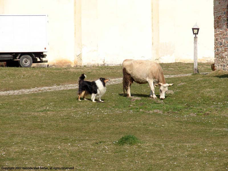 Vaivoda Vlad fotograf in Romania animale caine collie vaca curte Manastirea Hurezi Valcea latrat paste pascut iarba verde martie primavara 2007