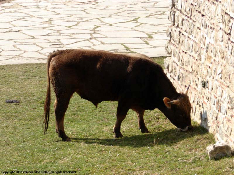 Vaivoda Vlad fotograf in Romania animal bou pascut passte iarba verde zid curte Manastirea Hurezi 2007