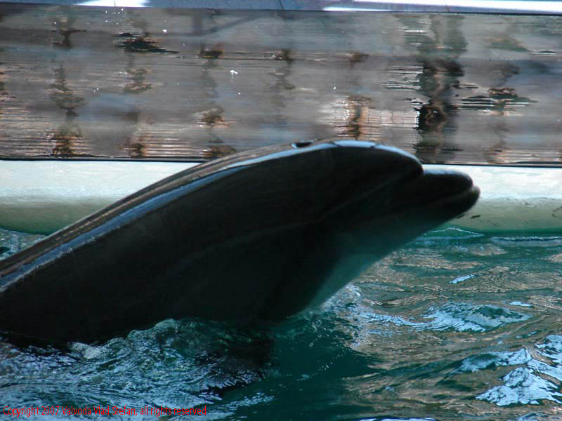 Vaivoda Vlad fotograf in Romania delfin spectacol acvatic la Delfinariu Constanta 2007