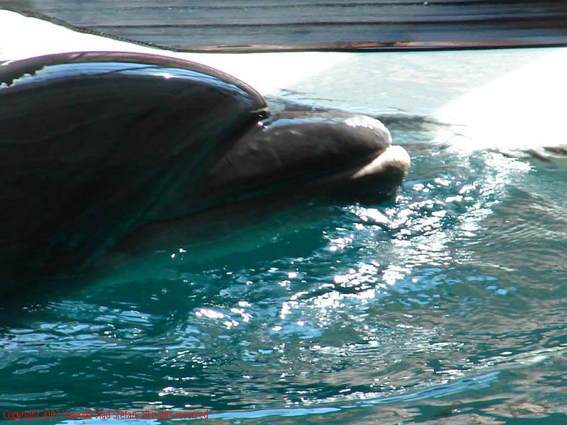 Vaivoda Vlad fotograf in Romania delfin spectacol acvatic dresaj antrenament rasplata animal mamifer piscina interior Delfinariu Constanta 2007