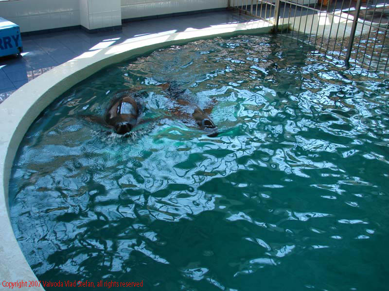 Vaivoda Vlad fotograf in Romania delfin spectacol acvatic dresaj antrenament rasplata animal mamifer piscina interior Delfinariu Constanta 2007