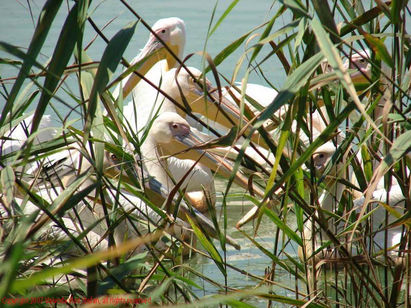 Vaivoda Vlad fotograf in Romania Pelecanidae Pelecanus lac din Microrezervatia Constanta 2007 animale pasari acvatice pelican