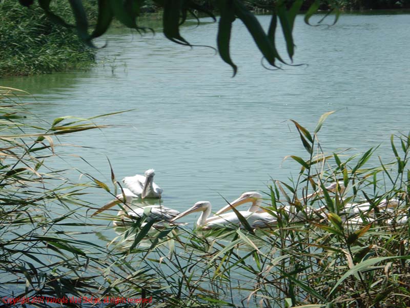 Vaivoda Vlad fotograf in Romania Pelecanidae Pelecanus lac din Microrezervatia Constanta 2007 animale pasari acvatice pelican