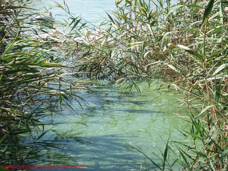 Vaivoda Vlad fotograf in Romania lac peisaj natura natural trestie vegetatie acvatic Microrezervatia Constanta 2007