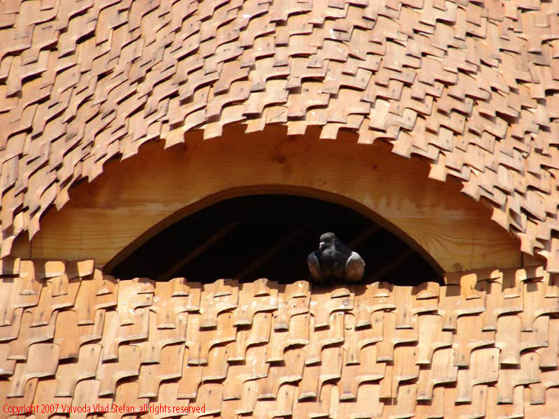 Vaivoda Vlad fotograf in Romania acoperis casa lemn detaliu porumbel columba livia Microrezervatia Constanta 2007