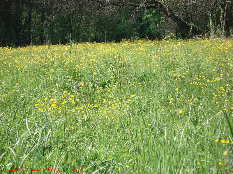 Flori Gradina Botanica 2007