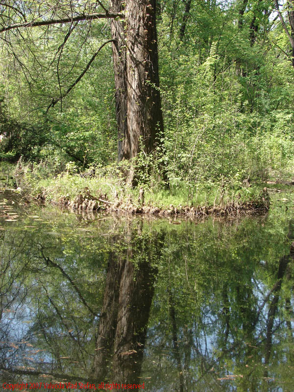 Rate lac Gradina Botanica 2007