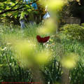 Thumbnail 33 poze galerie gradina Botanica 2007