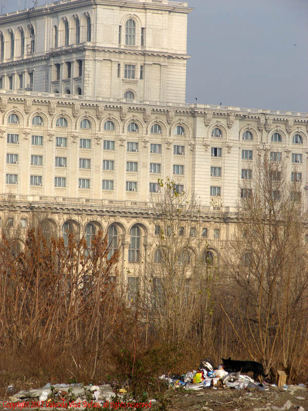 Vaivoda Vlad Stefan fotograf in Romania prim plan pe strada Sabinelor Palatul Parlamentului Casa Poporului caine maidanez vagabond gunoaie mizerie Bucuresti 2007