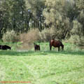 thumbnail galerie poze prin municipiul Tg Mures 2007