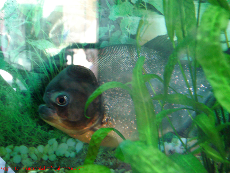 Pesti Acvariu Constanta 2007 Vaivoda Vlad fotograf in romania exotoc exotici piranha