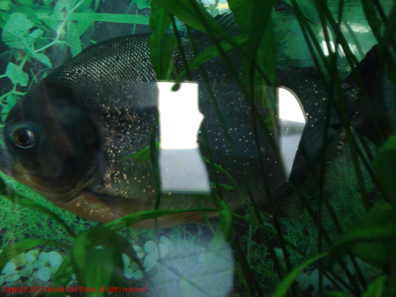 Pesti Acvariu Constanta 2007 Vaivoda Vlad fotograf in romania exotoc exotici piranha
