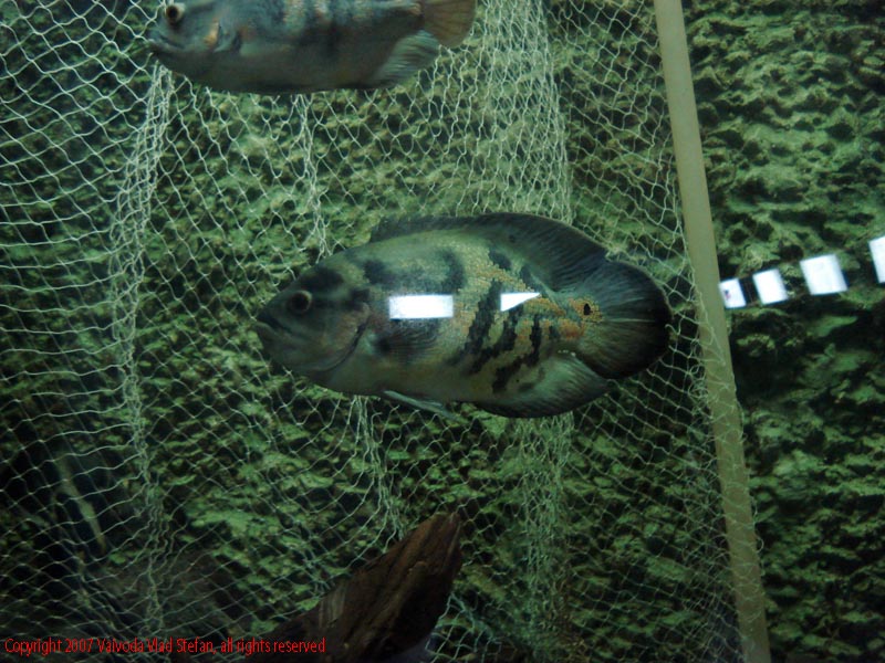 Pesti Acvariu Constanta 2007 Vaivoda Vlad fotograf in romania exotoc exotici
