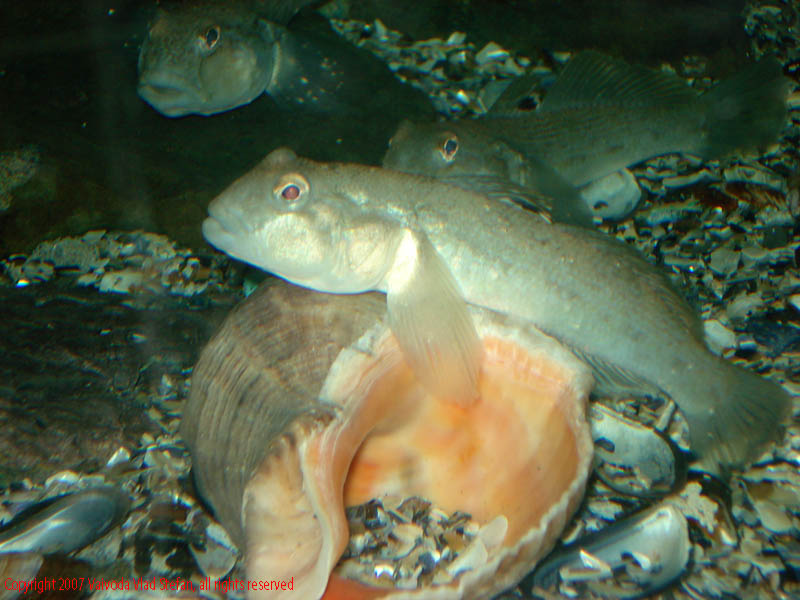 Pesti Acvariu Constanta 2007 Vaivoda Vlad fotograf in romania exotoc exotici