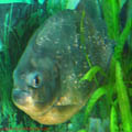 thumbnail 3 imagini Acvariu Constanta 2007