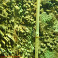thumbnail 4 imagini Acvariu Constanta 2007