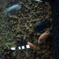 thumbnail 18 imagini Acvariu Constanta 2007