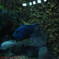 thumbnail 19 imagini Acvariu Constanta 2007