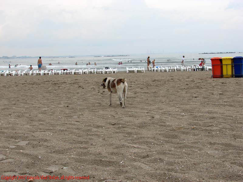Pe plaja Mamaia 2007 Constanta Vaivoda Vlad fotograf in Romania turism turist litoral vara mal nisip plaja tomberon caine vagabond maidanez malul marii