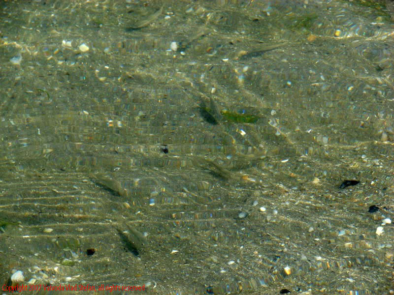 Marea Neagra Mamaia 2007 Vaivoda Vlad fotograf in Romania val valuri albastru agrement turism turist litoral vara plaja soare cald baie constanta apa reflexii nisip acvatic plante marine