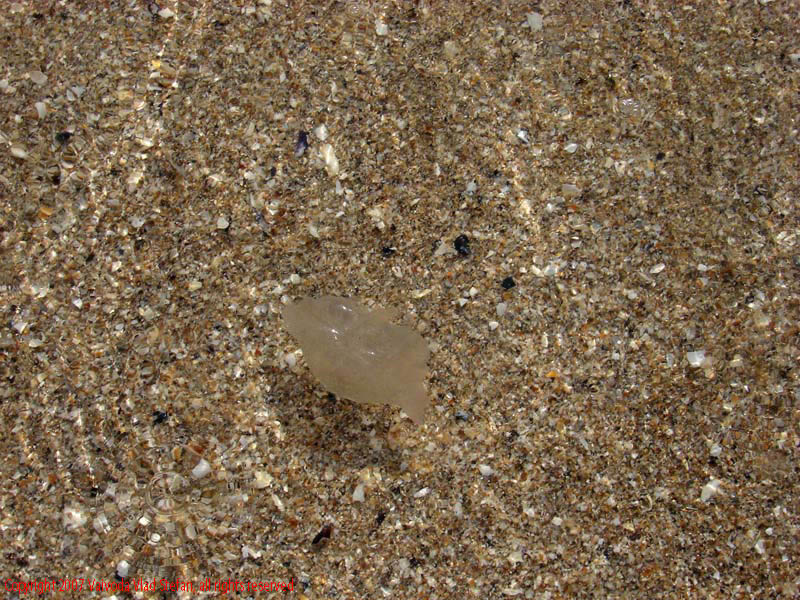 Marea Neagra Mamaia 2007 Vaivoda Vlad fotograf in Romania val valuri albastru agrement turism turist litoral vara plaja soare cald baie constanta apa reflexii nisip acvatic plante marine meduza