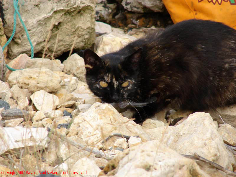 La pescuit Mamaia 2007 Constanta Vaivoda Vlad fotograf in Romania turism turist litoral vara mal peisaj natura natural pisica neagra mata peste hrana mananca prada