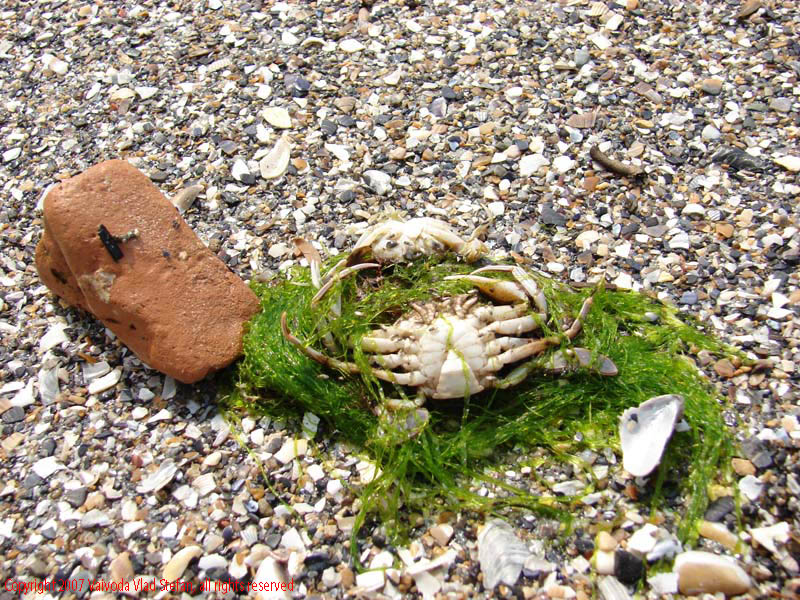 La malul Marea Neagra Mamaia 2007 Constanta Vaivoda Vlad fotograf in Romania turism turist litoral vara mal peisaj natura natural crab plante marine nisip scoica scoici piatra