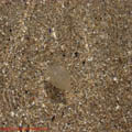 thumbnail galerie plaja Mamaia 2007