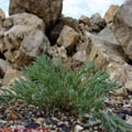 thumbnail galerie plaja Mamaia 2007