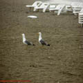 thumbnail galerie plaja Mamaia 2007
