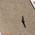 thumbnail galerie plaja Mamaia 2007